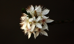 Common Fringe-myrtle (Calytrix tetragona)