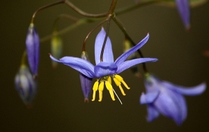 Nodding Blue Lily (Stypandra glauca)