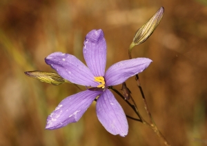 Finger Flower (Cheiranthera linearis)
