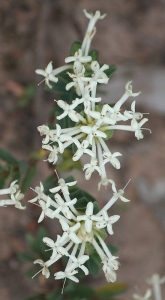 Shrubby Rice-Flower (Pimelea sp.)