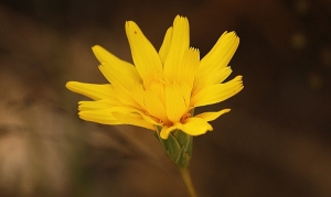 Murnong or Yam Daisy (Microseris lanceolata)