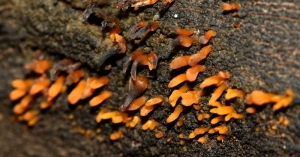 Jelly Fungus (Calocera sp.)