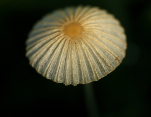 Fairy's Parasol (Coprinus plicatilis)