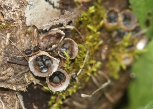 Bird's-Nest Fungus (Cyathus stercoreus)