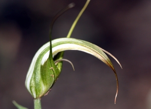 Sickle Greenhood (Pterostylis falcata)