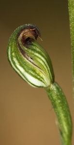 Tiny Greenhood (Pterostylis sp. aff. parviflora)