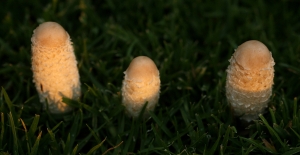 Lawyer's Wigs (Coprinus comatus) - Young