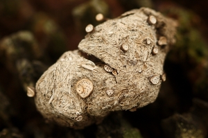 Small Dung-buttons (Poronia erici)