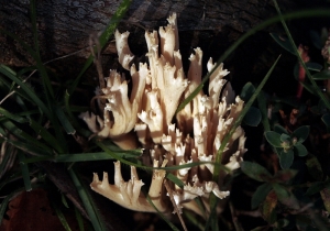 Coral Fungus (Ramaria sp.)