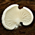 Cheimonophyllum candidissimum