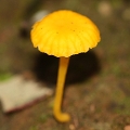 Omphalina chromacea