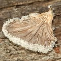 Schizophyllum commune (Underside)